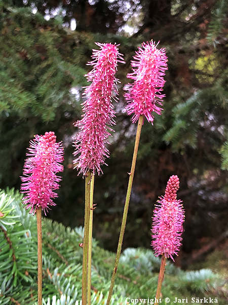 Sanguisorba Blackthorn luppio